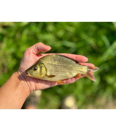 Karpio ir karoso hibridas, 10-25g (≈40 vnt./kg) / metinukas