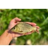 Karpio ir karoso hibridas, 10-25g (≈40 vnt./kg) / metinukas
