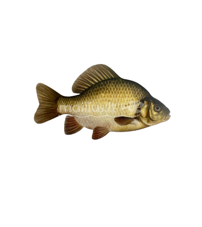 EKO Karosas, 7-9g (paprastasis auksinis) / metinukas  / LT-EKO-001