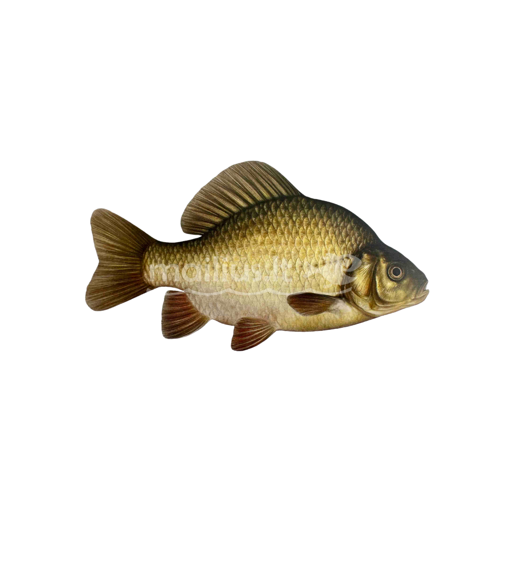 EKO Karosas, 7-9g (paprastasis auksinis) / metinukas  / LT-EKO-001