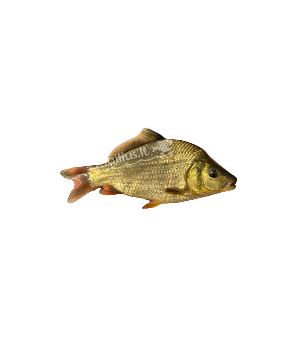 Karpio ir karoso hibridas, 10-25g (≈40 vnt./kg) / metinukas