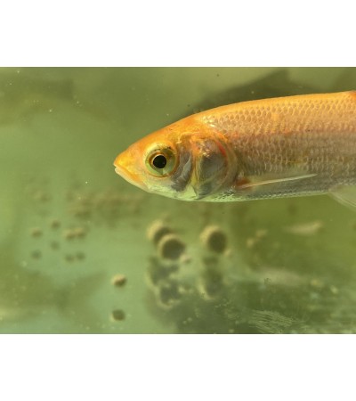 Orfa, 9-15 cm (≈15-30g) (auksinė) / įvairiaamžiai