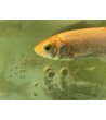 Orfa, 9-15 cm (≈15-30g) (auksinė) / įvairiaamžiai