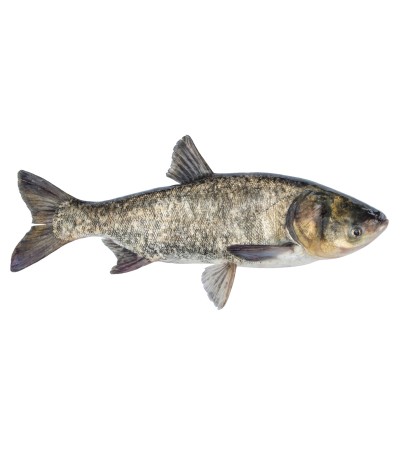 EKO Plačiakaktis, 200-300g (margasis), (≈3-5 vnt./kg) / dvimetis / LT-EKO-001