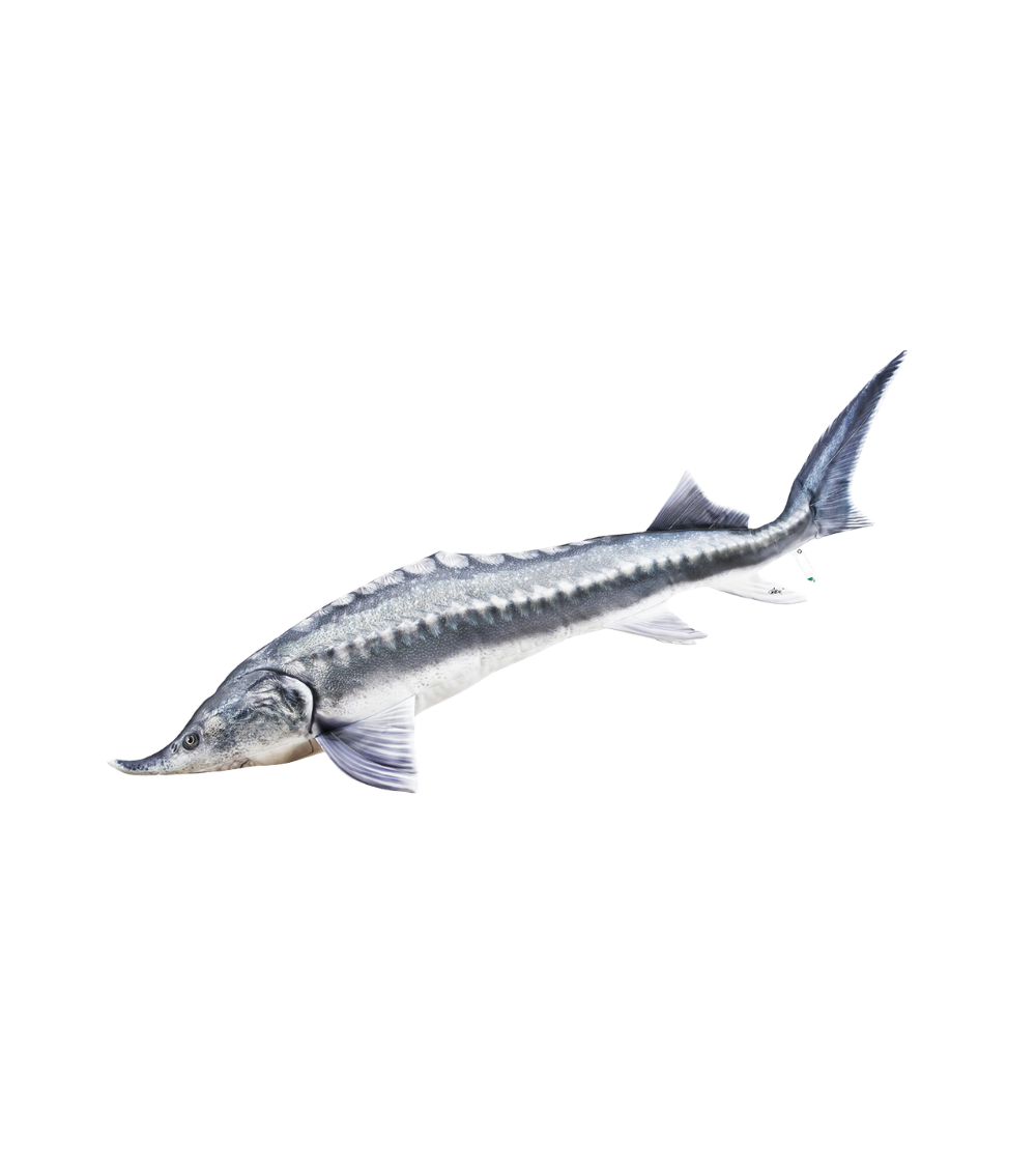 Pagalvė - žuvis „Didysis eršketas – Beluga“ (140 cm)