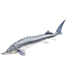 Pagalvė - žuvis „Didysis eršketas – Beluga“ (140 cm)