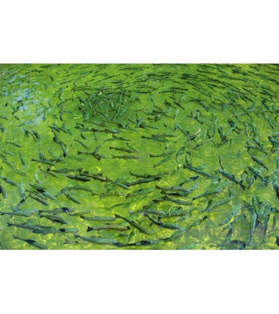 Upėtakis,  30-60g (vaivorykštinis), (≈20 vnt./kg) / metinukas