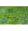 Upėtakis,  30-60g (vaivorykštinis), (≈20 vnt./kg) / metinukas