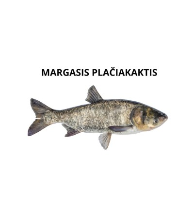 EKO Plačiakaktis, 200-300g (mix.: margasis ir baltasis, ), (≈3-5 vnt./kg) / dvimetis / LT-EKO-001