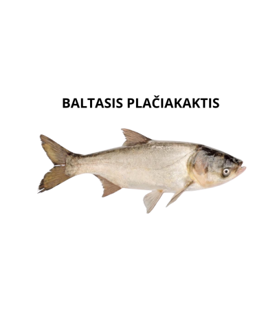 EKO Plačiakaktis, 200-300g (mix.: margasis ir baltasis, ), (≈3-5 vnt./kg) / dvimetis / LT-EKO-001