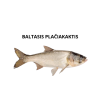 EKO Plačiakaktis, 200-300g (mix.: margasis ir baltasis, ), (≈3-5 vnt./kg) / dvimetis / LT-EKO-001