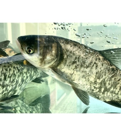 EKO Plačiakaktis, 200-300g (mix.: margasis ir baltasis, ), (≈3-5 vnt./kg) / dvimetis / LT-EKO-001