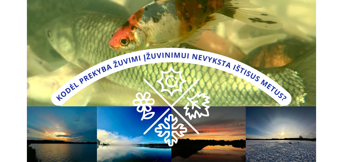 Kodėl prekyba žuvimi įžuvinimui nevyksta ištisus metus?